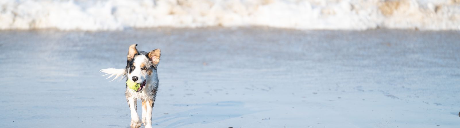 Border collie running out of the sea with a ball