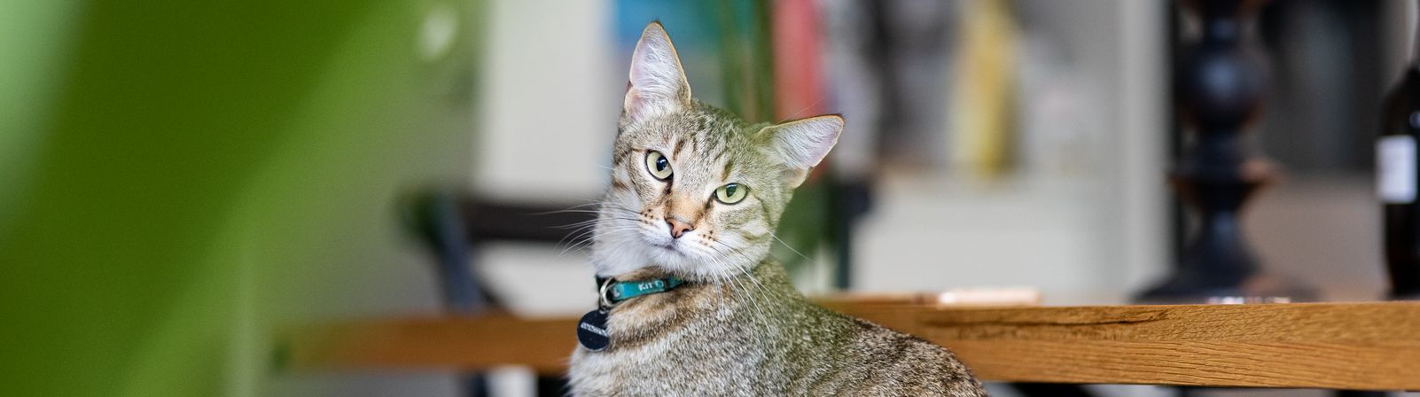 Tabby cat with a collar sitting by a table