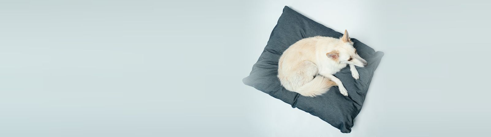 White dog curled up on a grey PetPro bed