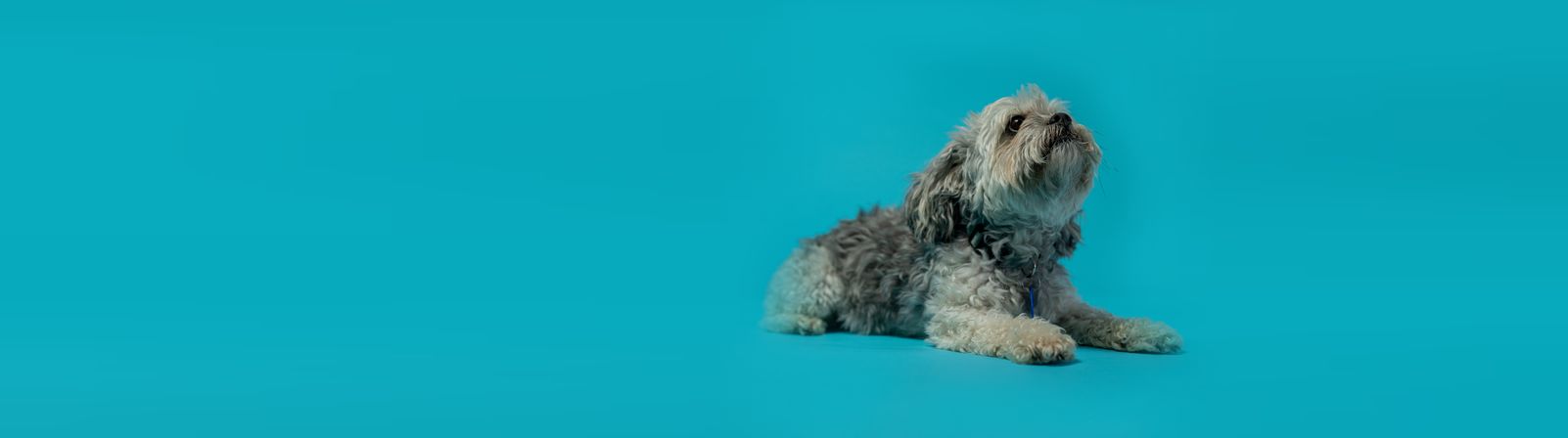Shaggy grey dog lying on a blue backdrop