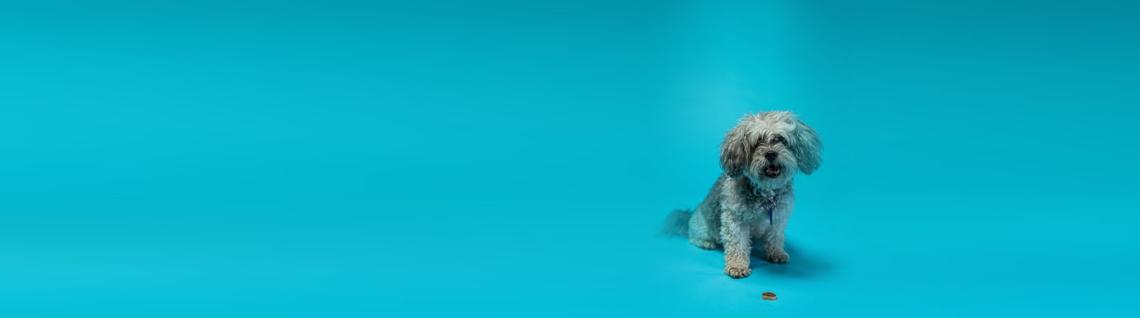 Small grey dog sitting on a blue backdrop