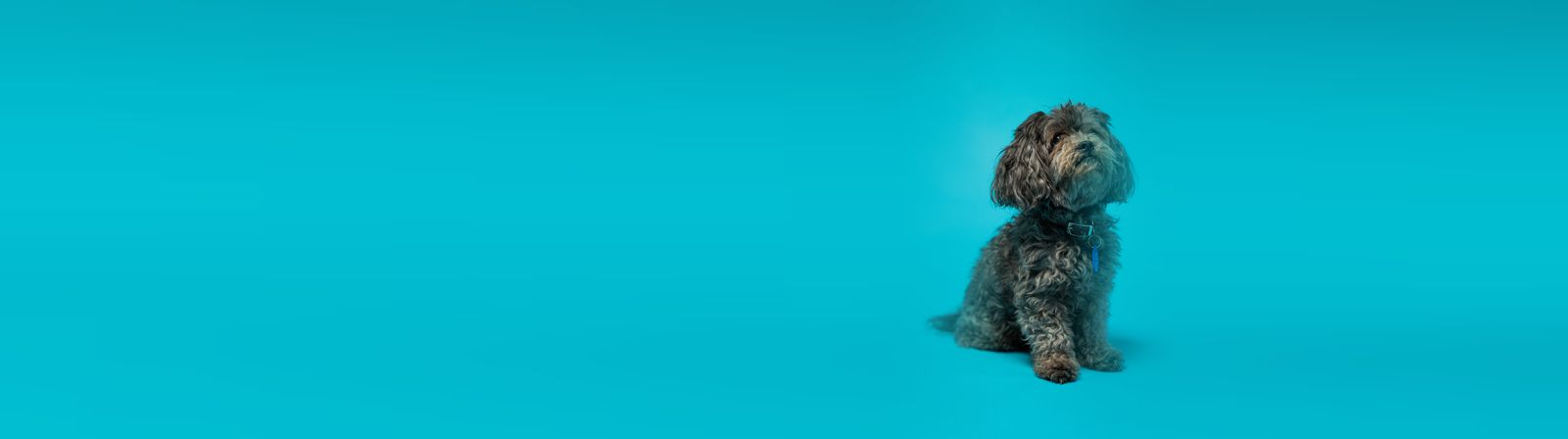 Fluffy grey dog sitting on a blue backdrop