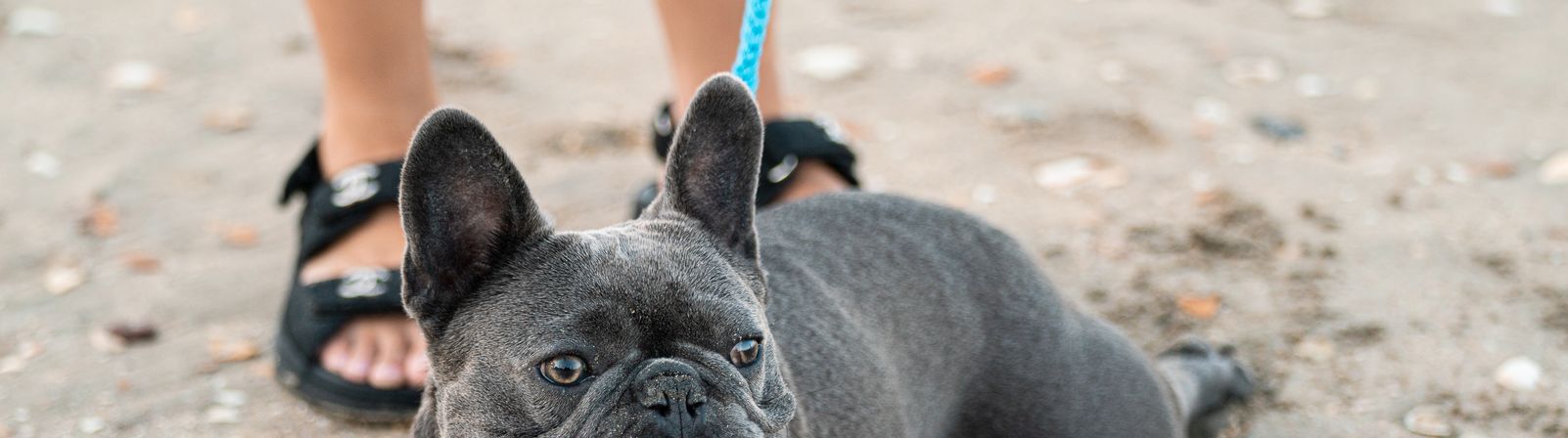 French bulldog on a lead at the beach