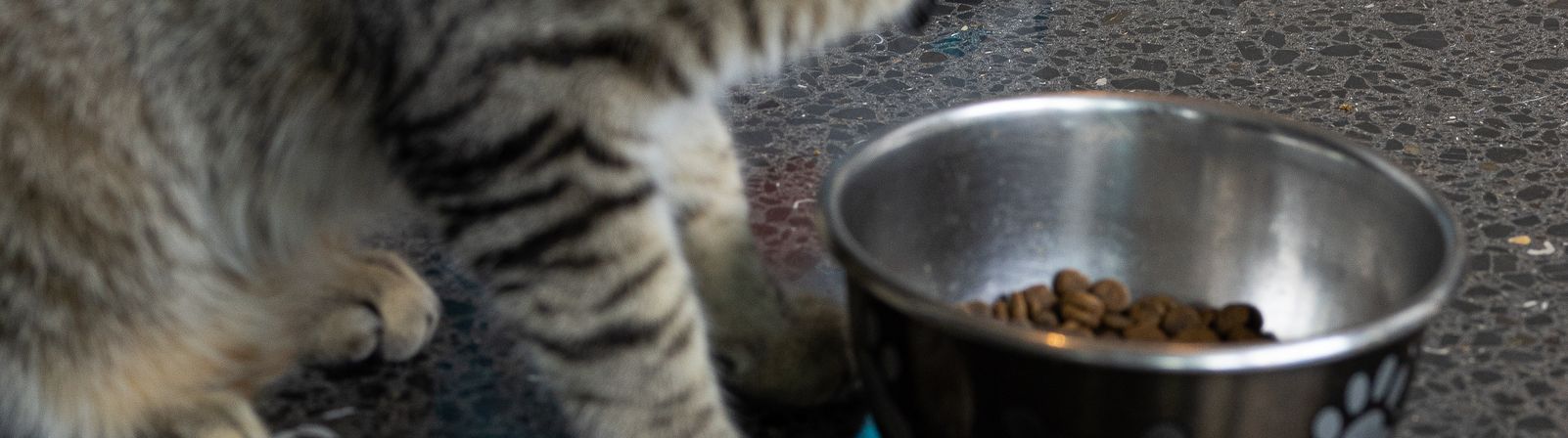 Tabby cat beside a bowl of dry food