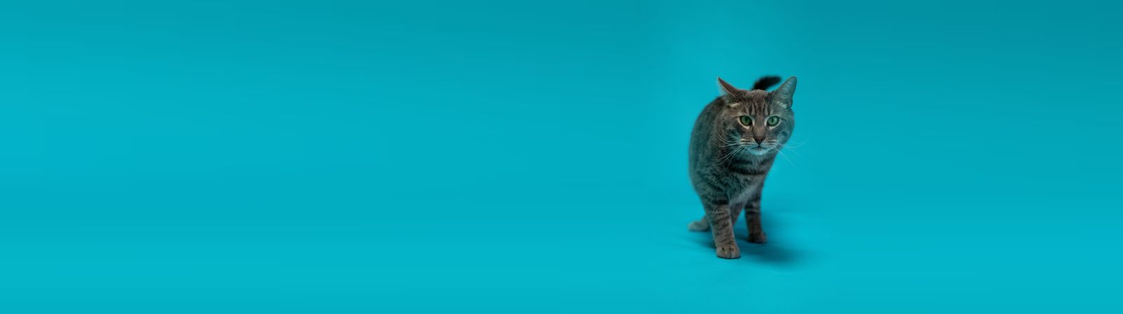Tabby cat walking on a blue backdrop