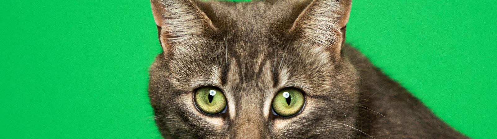Close-up of a tabby cat on a green backdrop