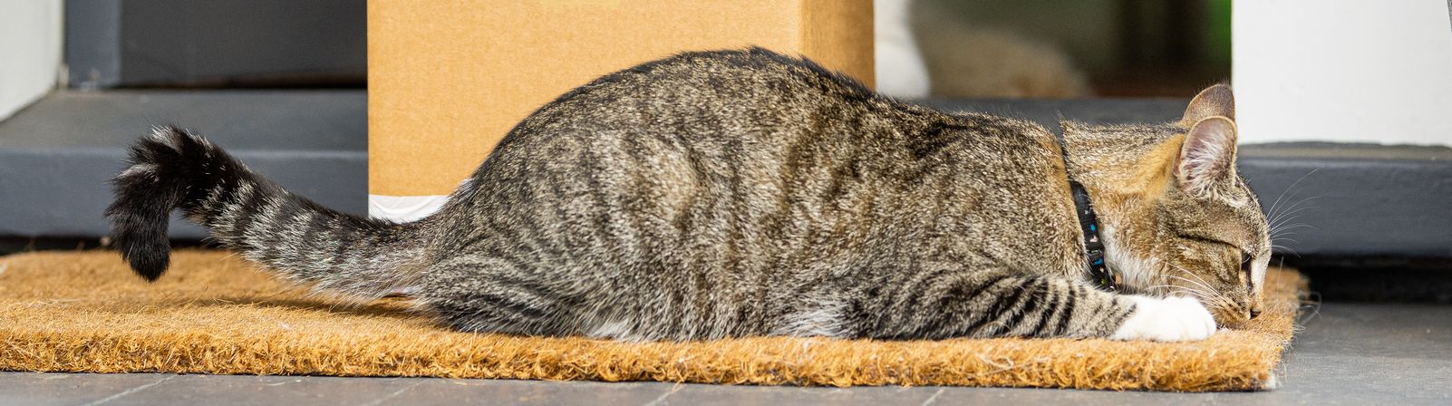 Tabby cat asleep on a doormat