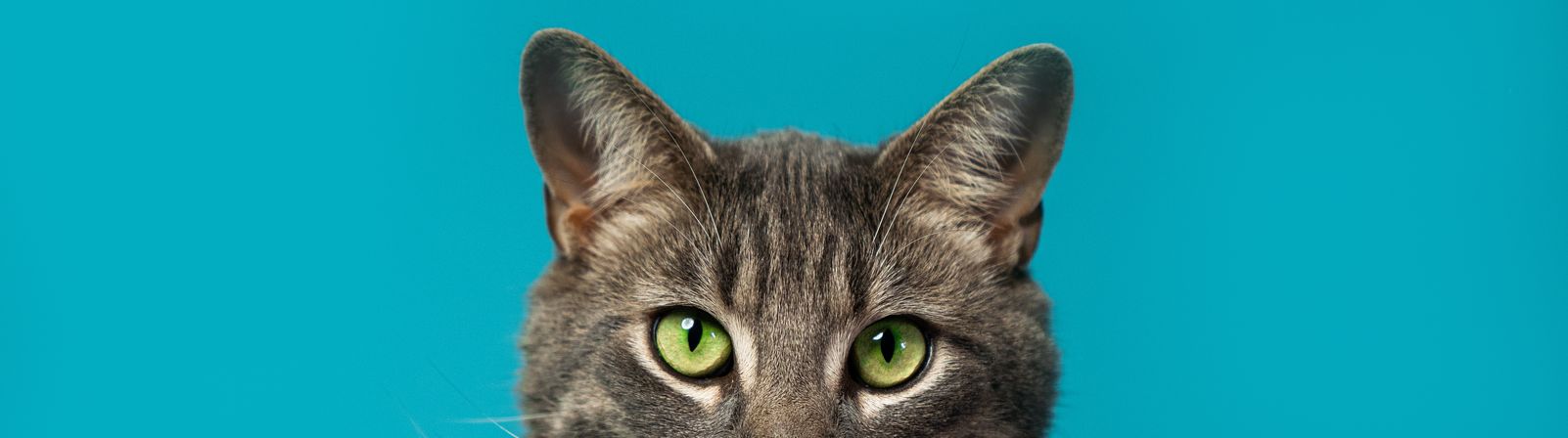Tabby cat looking over the edge on a blue backdrop