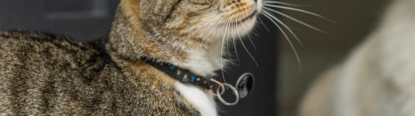 Tabby cat wearing a collar and tag